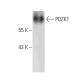 PDZK1 Antibody (H-1) - Western Blotting - Image 389153