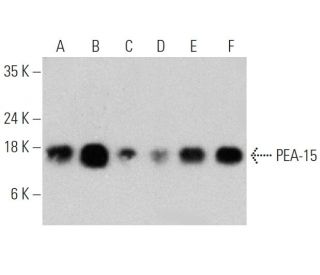 PEA-15 Antibody (H-3) - Western Blotting - Image 363232 