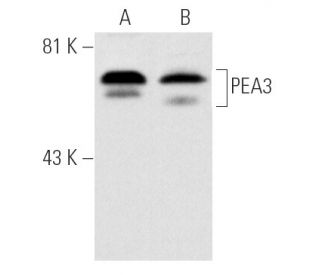 PEA3 Antibody (16) - Western Blotting - Image 887
