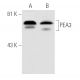 PEA3 Antibody (16) - Western Blotting - Image 887
