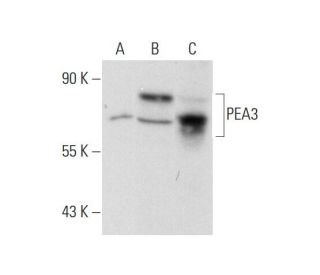 PEA3 Antibody (1A2G3) - Western Blotting - Image 70250
