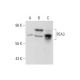 PEA3 Antibody (1A2G3) - Western Blotting - Image 70250