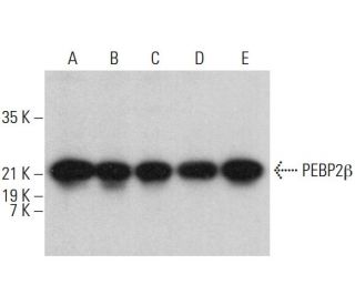 PEBP2β Antibody (A-4) - Western Blotting - Image 381487