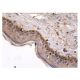 PEBP2β Antibody (141,4,1) - Immunohistochemistry - Image 156853 