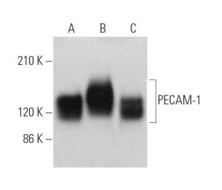 CD31/PECAM-1 Antibody (0.N.100) - Western Blotting - Image 374181 