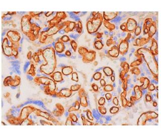 CD31/PECAM-1 Antibody (2F7B2) - Immunohistochemistry - Image 347936 