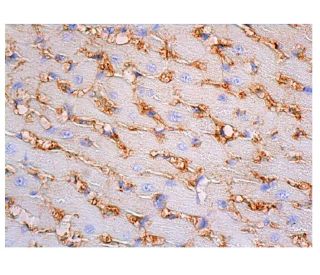 CD31/PECAM-1 Antibody (3H1217) - Immunohistochemistry - Image 348068