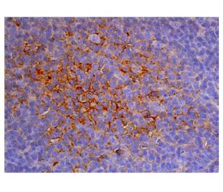 CD31/PECAM-1 Antibody (D-11) - Immunohistochemistry - Image 348065 