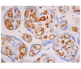 CD31/PECAM-1 Antibody (E-8) - Immunohistochemistry - Image 348069 