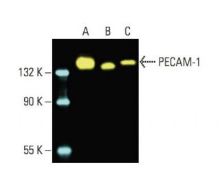 CD31/PECAM-1 Antibody (H-3) - Western Blotting - Image 396189 