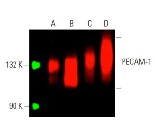 CD31/PECAM-1 Antibody (JC70) - Western Blotting - Image 396486 