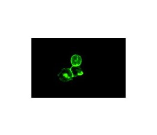 CD31/PECAM-1 Antibody (P2B1) - Immunofluorescence - Image 5086 