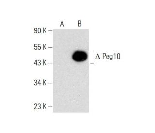Peg10 Antibody (C-7) - Western Blotting - Image 143544 