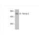 Pellino 3 Antibody (B-3) - Western Blotting - Image 392569