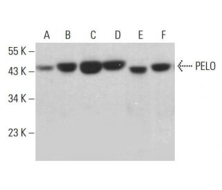 PELO Antibody (F-4) - Western Blotting - Image 382650 