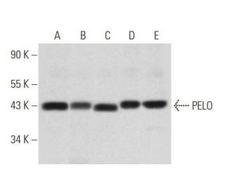 PELO Antibody (G-4) - Western Blotting - Image 319385 