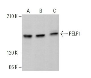 PELP1 Antibody (E-1) - Western Blotting - Image 373123 