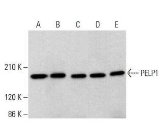 PELP1 Antibody (D-5) - Western Blotting - Image 384329