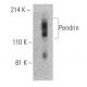 Pendrin Antibody (G-11) - Western Blotting - Image 395941