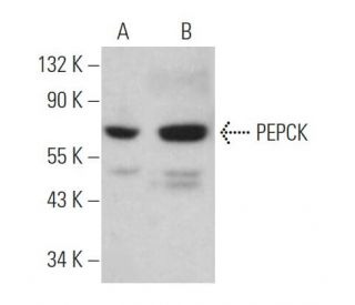 PEPCK/PCK1/PCK2 Antibody (F-2) - Western Blotting - Image 361531 