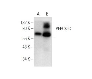 PEPCK-C/PCK1 Antibody (G-9) - Western Blotting - Image 299084 