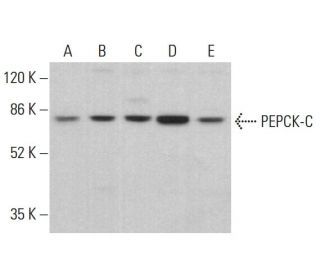 PEPCK-C/PCK1 Antibody (G-9) - Western Blotting - Image 378535
