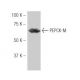 PEPCK-M/PCK2 Antibody (62-W) - Western Blotting - Image 53879 
