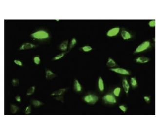 PEPD Antibody (47-Q) - Immunofluorescence - Image 35644 