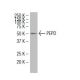 PEPD Antibody (47-Q) - Western Blotting - Image 34080 