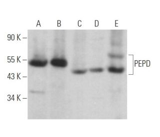 PEPD Antibody (A-3) - Western Blotting - Image 370066 