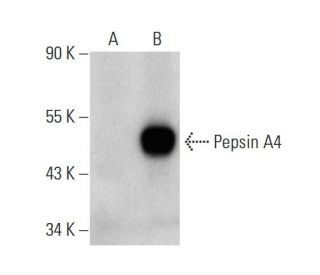 Pepsin A Antibody (A-10) - Western Blotting - Image 136989 