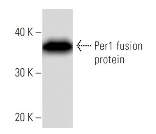 Per1 Antibody (2715C2) - Western Blotting - Image 16733