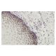 Per2 Antibody (19-J6) - Immunohistochemistry - Image 36294 