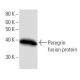 Peregrin Antibody (2093C5a) - Western Blotting - Image 16529 