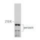 periaxin Antibody (G-5) - Western Blotting - Image 356254