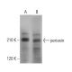periaxin Antibody (G-5) - Western Blotting - Image 379199 