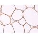 Perilipin Antibody (G-2) - Immunohistochemistry - Image 369563