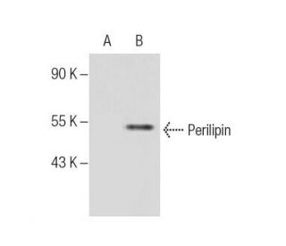 Perilipin Antibody (G-2) - Western Blotting - Image 286787Each CRISPR/Cas9 Knockout (KO) Plasmid product consists of a pool of 3 plasmids designed to ensure identification and cleavage of a specific gene for maximum knockout efficiency. Each plasmid encodes a unique 20 nt sequence derived from the GeCKO (v2) library. 