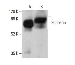 Periostin Antibody (F-10) - Western Blotting - Image 378768 