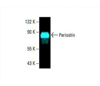 Periostin Antibody (F-10) - Western Blotting - Image 393160