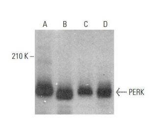 PERK Antibody (B-5) - Western Blotting - Image 350739 