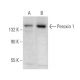 Peroxin 1 Antibody (D-9) - Western Blotting - Image 374901 