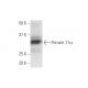 Peroxin 11α Antibody (3B1) - Western Blotting - Image 347595