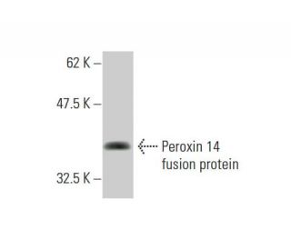 Peroxin 14 Antibody (1G12) - Western Blotting - Image 348565