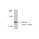 Peroxin 14 Antibody (1G12) - Western Blotting - Image 348565