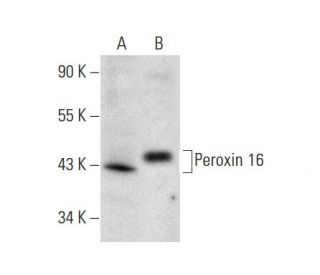 Peroxin 16 Antibody (H-4) - Western Blotting - Image 301458