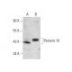 Peroxin 16 Antibody (H-4) - Western Blotting - Image 301458