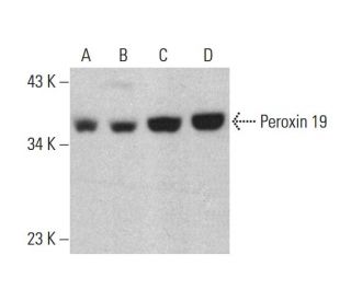 Peroxin 19 Antibody (2E4) - Western Blotting - Image 386132