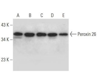 Peroxin 26 Antibody (A-9) - Western Blotting - Image 299064 
