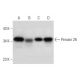 Peroxin 26 Antibody (F-7) - Western Blotting - Image 299062 